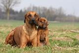 RODESIAN RIDGEBACK 101